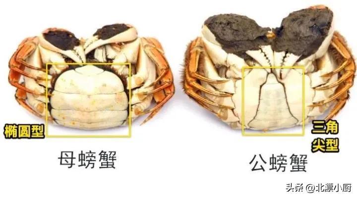 公蟹和母蟹的区别「母蟹和公蟹的区别图片」