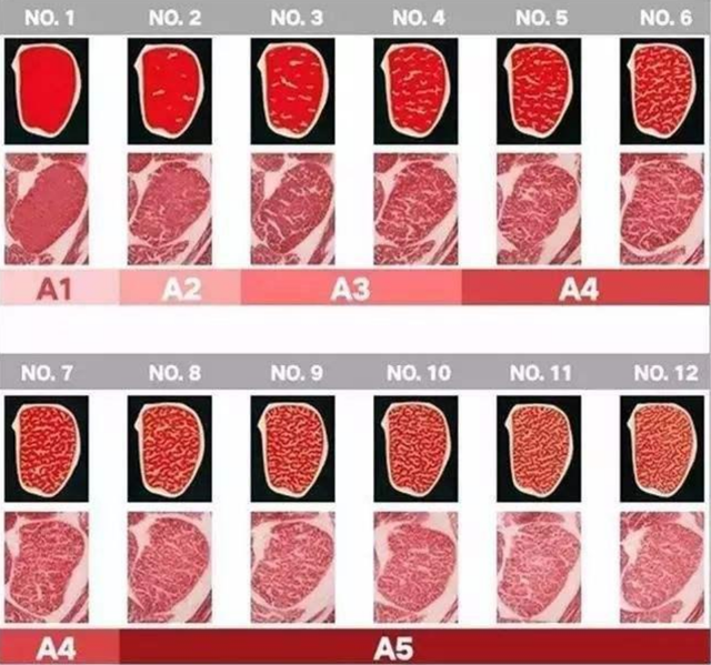 关于短角牛介绍，什么是长角牛（被改造的“畸形”产物）