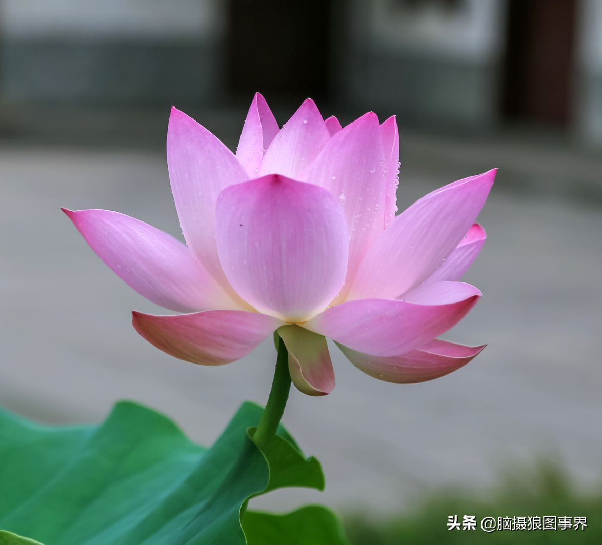 荷花的特点「荷花的特点和象征意义」-寅森