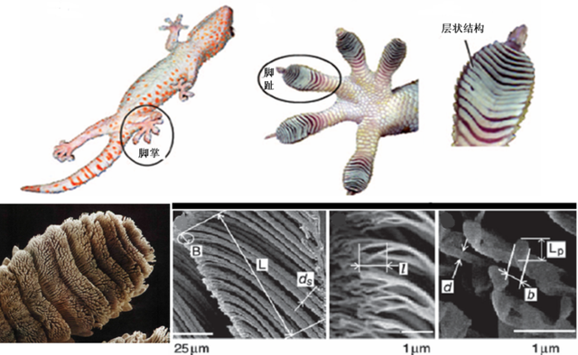 壁虎的寿命，壁虎的寿命有10年吗（为何能位居“五毒”之一）