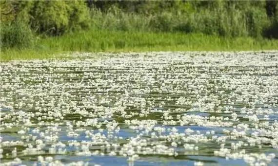 水性杨花是什么意思，海菜花为啥叫水性杨花（与“水性杨花”来场美妙的邂逅吧）