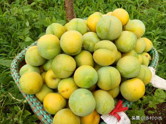 蜂糖李适合什么地区种植，蜂糖李好种吗（蜂糖李被誉为“李中贵族”）