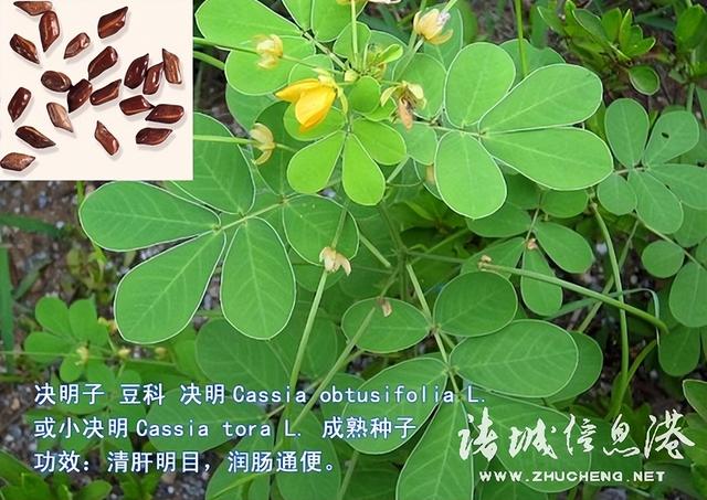七星草的功效与作用，七星草的功效与作用（七星草都能治什么病）