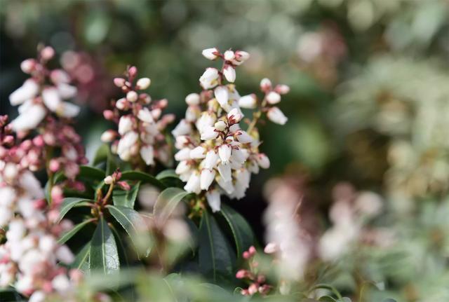 西洋接骨木的习性和用途详解，西洋接骨木的功效（40种适合庭院花园的常见灌木植物）