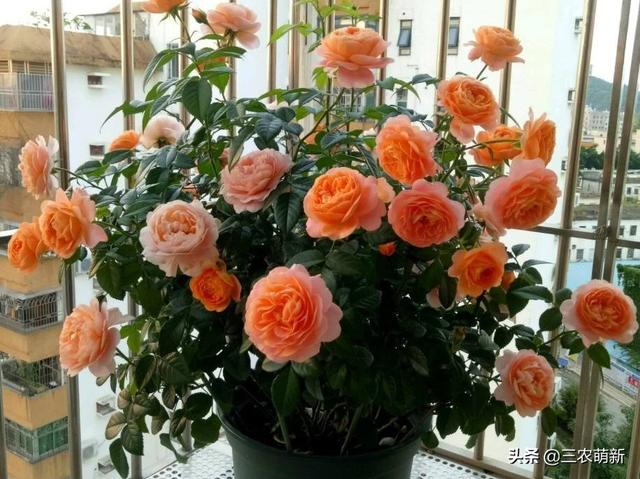 月季花的生长过程，月季从播种到发芽、长叶、开花的全过程（附带图片大全和种植方法）