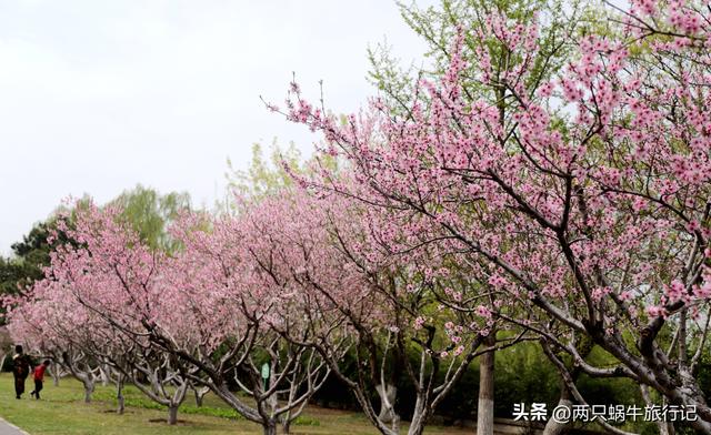 北京园博园门票，北京园博园门票价格及开放时间（园博园春日遛娃）