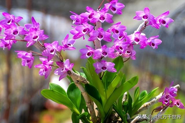 各种花的含义你都知道吗，花有哪些含义（300种花的寓意和花语）