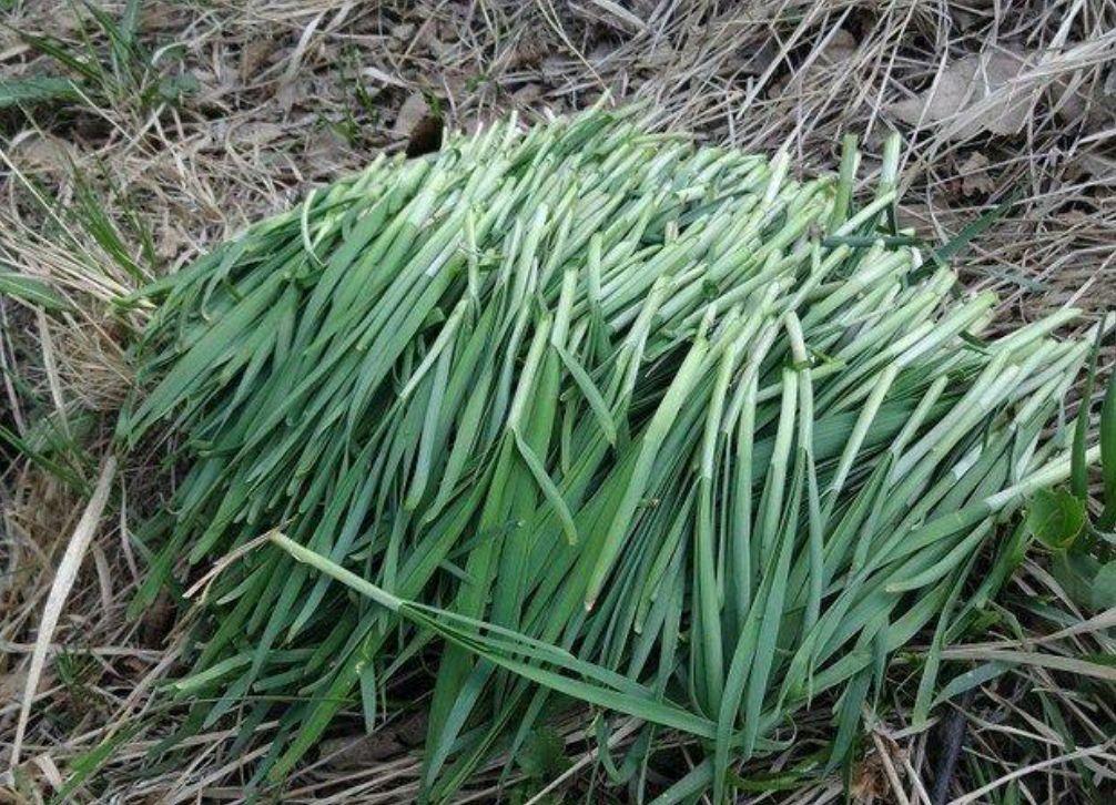 农村可以吃的野菜100种有哪些，常见100种野菜图片及名称