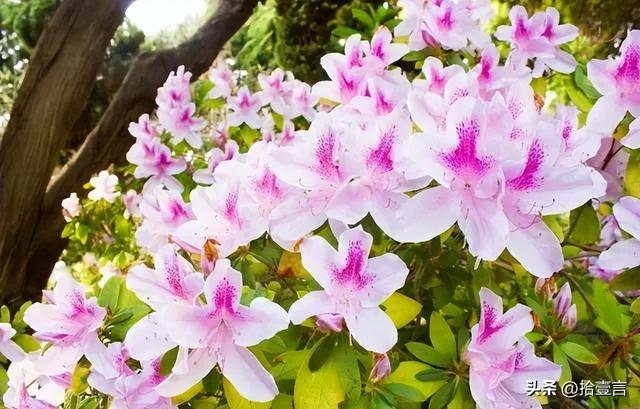 男孩子喜欢你的表现，男生喜欢你的种种表现（才会有的四个“反常”表现）