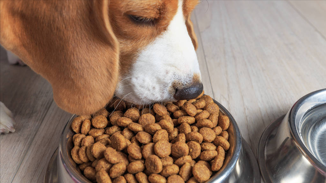 狗粮怎么喂才好，狗粮怎么喂（教你正确喂养狗狗）