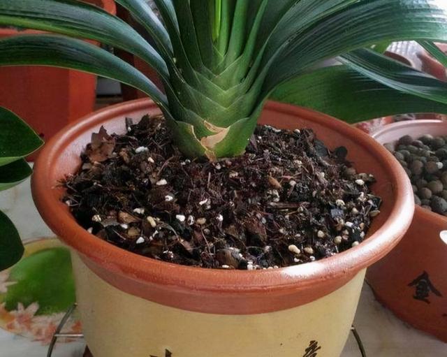 大花君子兰，君子兰开花条件（君子兰冬天要“富养”）