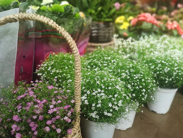 云南干花怎么养，云南干花叫什么名字（干花满天星枯萎）