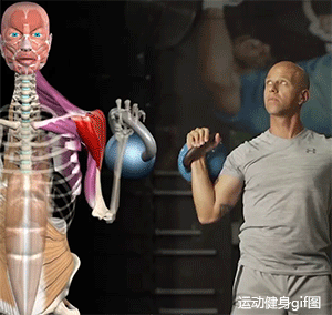 锻炼全身肌肉的锻炼方法，锻炼全身肌肉的锻炼方法图片（一组常见健身动作解剖图）