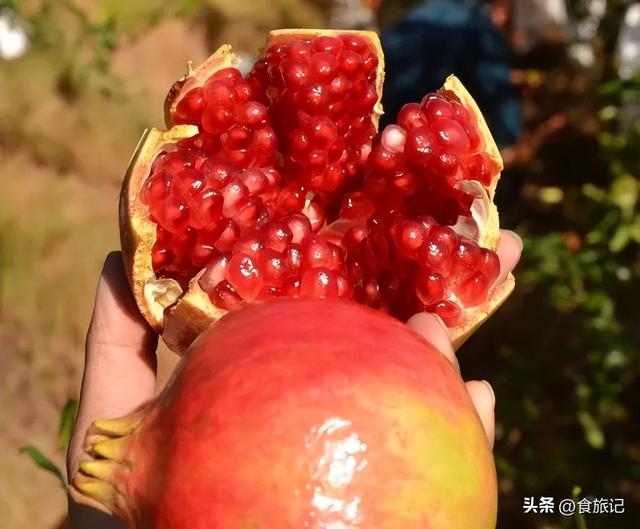 突尼斯软籽石榴几月份成熟，软籽石榴几月份开花（软籽突尼斯石榴，省去吐籽麻烦）