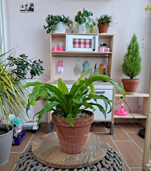 室内养什么花最好，100种“吉祥花”