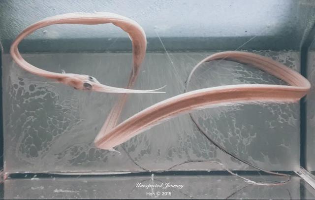 什么是具足虫，具足虫平安名堇（窥探奇异生物的世界）