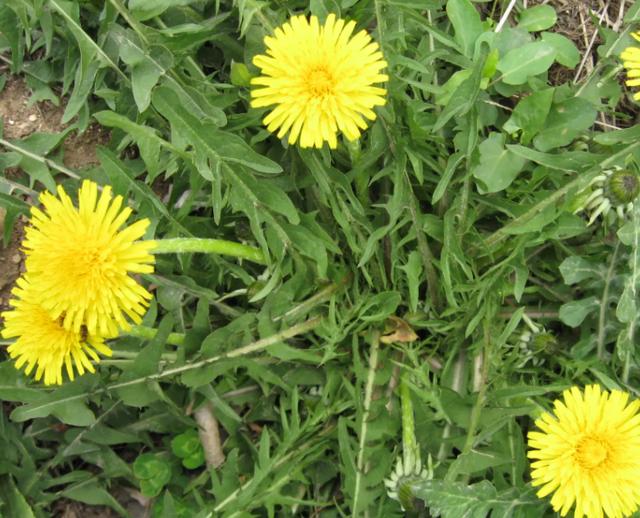 春游采摘文案，秋游采摘文案（来一个踏春赏花摘野菜之约）