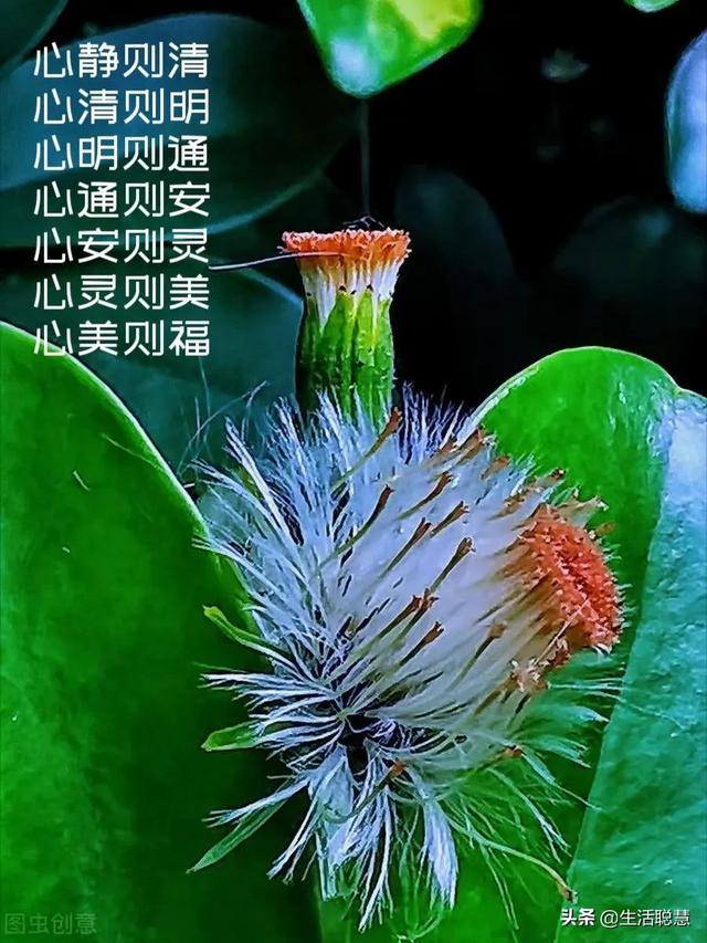 绿色心情的绿色的含义，绿色心情的含义是什么意思,绿色心情的含义是什么（绿色心情一本万利）