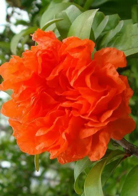 夸赞女人漂亮的句子，夸女人的美言佳句（女人如花，绚烂绽放，活出精彩）