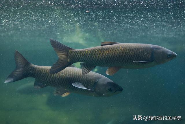 钓青鱼最有效的方法，夏季钓黑坑青鱼的三个绝招