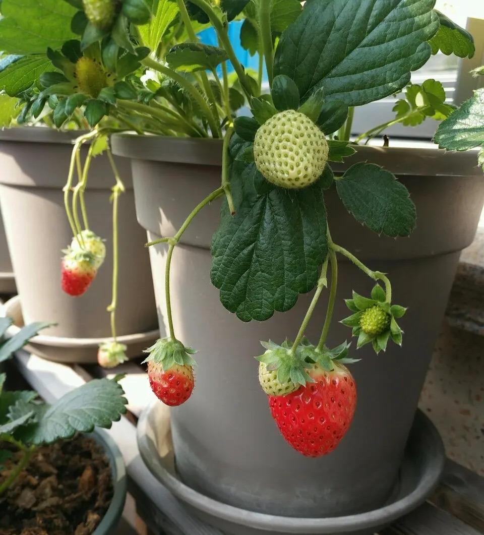 草莓季节是几月份成熟(草莓季节是几月份吃)