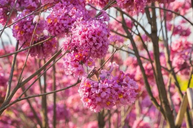 紫花风铃木可以盆栽吗，紫花风铃木北方能成活吗（分享——紫花风铃木）