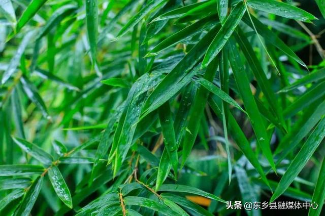 夏至的美好寓意，夏至是什么意思夏至美好寓意（最有诗意的时光）