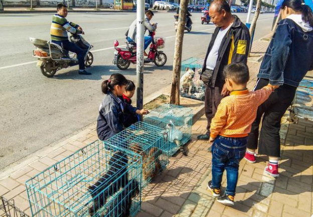 泰迪串 多少钱 串的泰迪大概多少钱啊