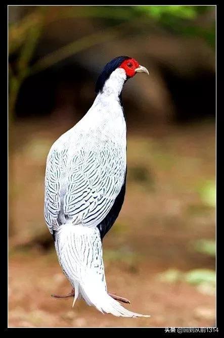 白娴鸟（白娴鸟图片，白娴鸟怎样的养殖（白鹇鸟唯美图片）