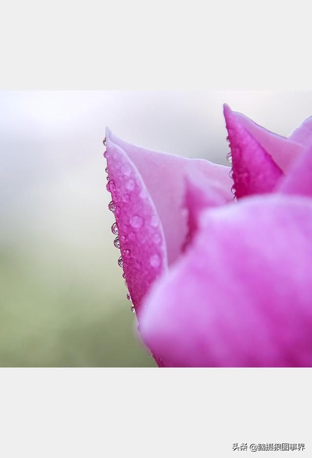 好看的图片。，好看的图片背景（实拍25张唯美的花草照片）