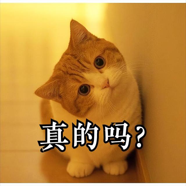 曼赤肯猫多少钱一只，曼赤肯猫多少钱一只幼崽（养了才知道“真香”）