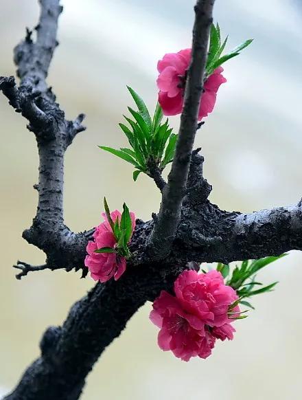 什么样的桃花形容词，桃花的形容词有哪些（阳春三月）