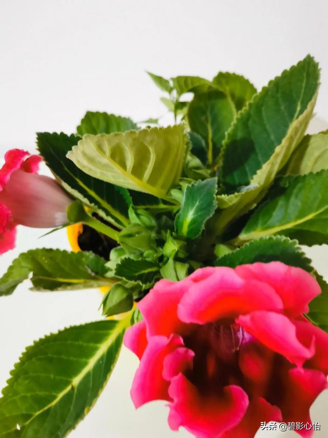 芙蓉花，芙蓉花的寓意和象征（如何养护才能让芙蓉花图片）