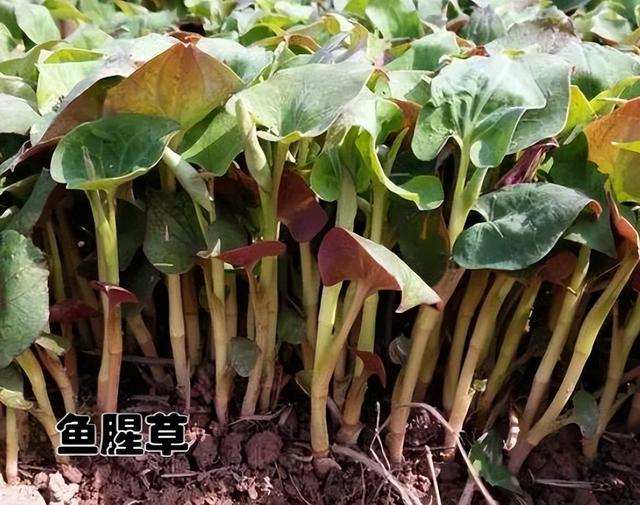 十大打农药最多的菜有哪些，哪种菜农药比较少（天生自带“驱虫”能力的10种蔬菜）