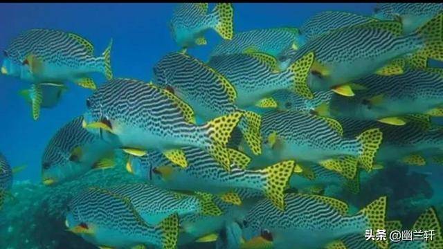 假如我是一条鱼，假如我是一条鱼作文300字（假如我是一条鱼作文300字三年级）