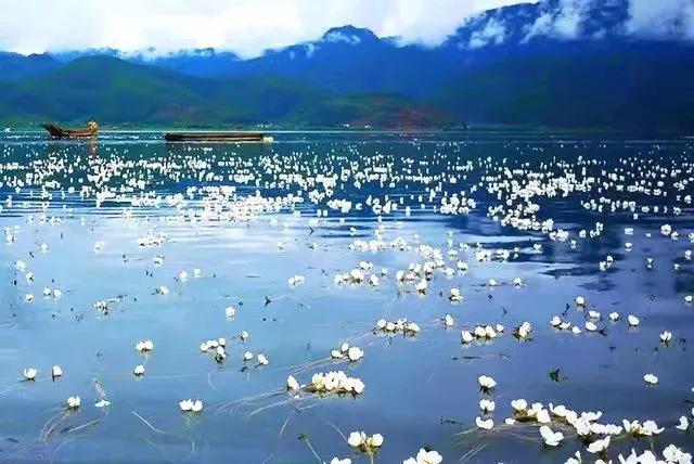 芭蕉心的功效与作用，芭蕉心炖猪心作用（云南人常吃的10大原生风味菜）