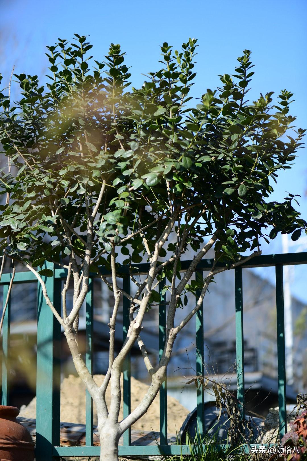 冬青小苗怎么种植，冬青幼苗种植和管理方法（从一棵枸骨冬青开始的移栽大行动）