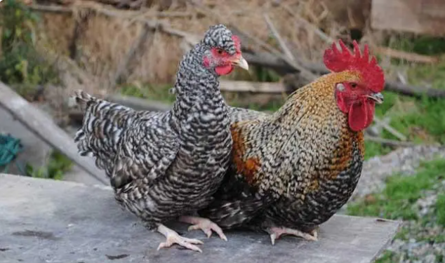 家禽的名字有哪些，家禽动物名称（你认识中国本地鸡的哪几种）