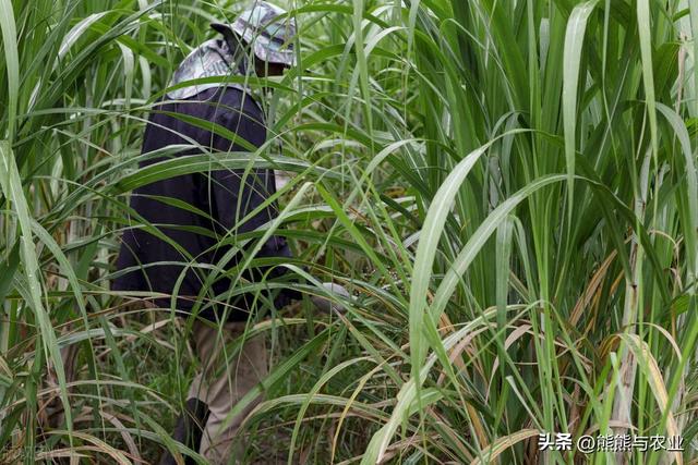 甘蔗的种植技术方法，如何种植甘蔗（甘蔗的种植方法）
