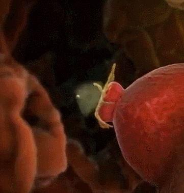 女人什么时候是安全期，女人什么时候是安全期,女人五十以后怀孕的几率是多少（女生前7后8安全期是啥意思）