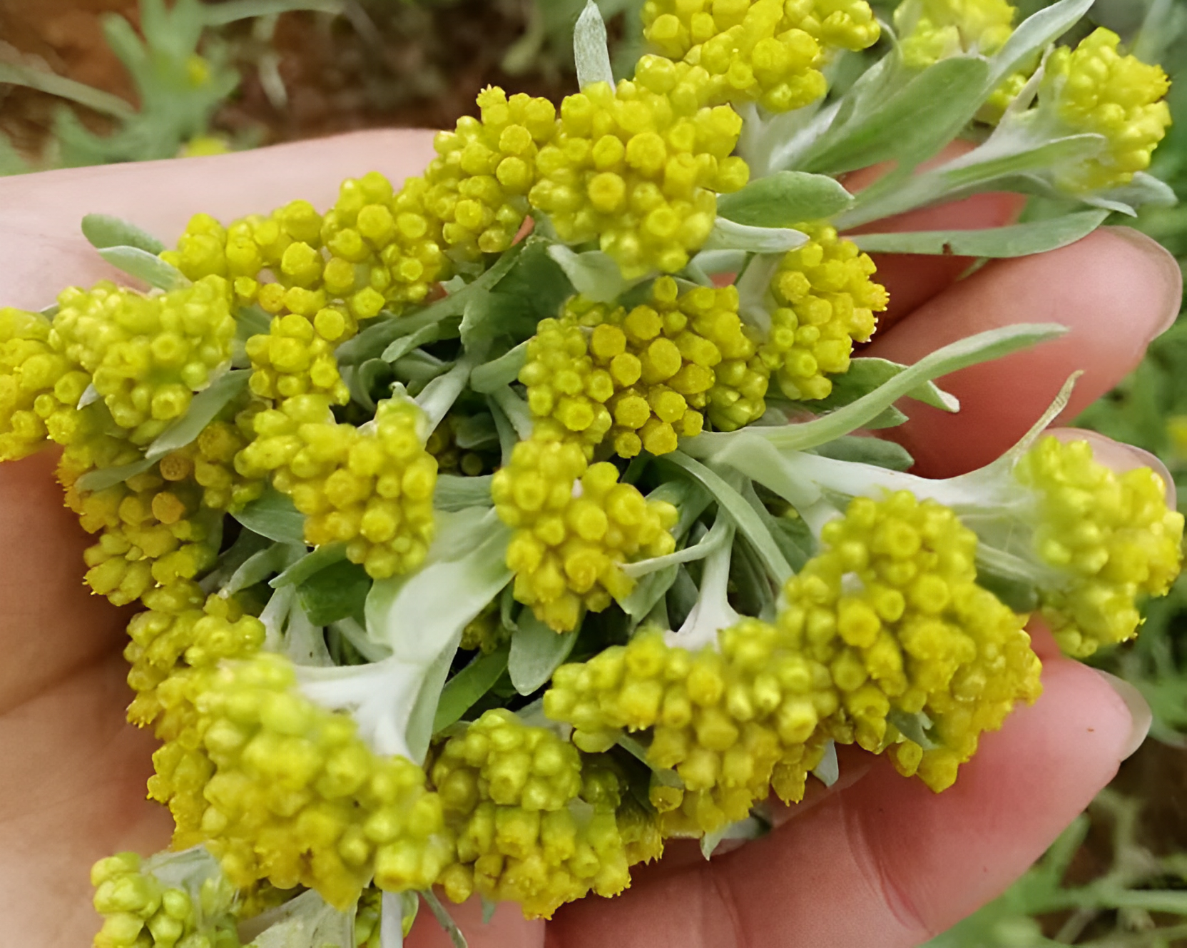 昆虫蚍蜉图片(蚍蜉图片简笔画)-寅森速头条