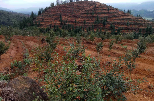 茶籽油一般多少钱一斤，茶油多少钱一斤（茶油卖到上百元一斤）