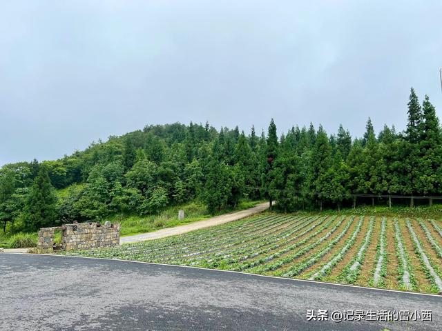 仙女山旅游攻略，重庆旅游景点 仙女山（推荐你去这个免费地方玩）