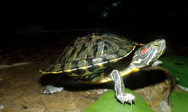 中国最大巴西龟图片