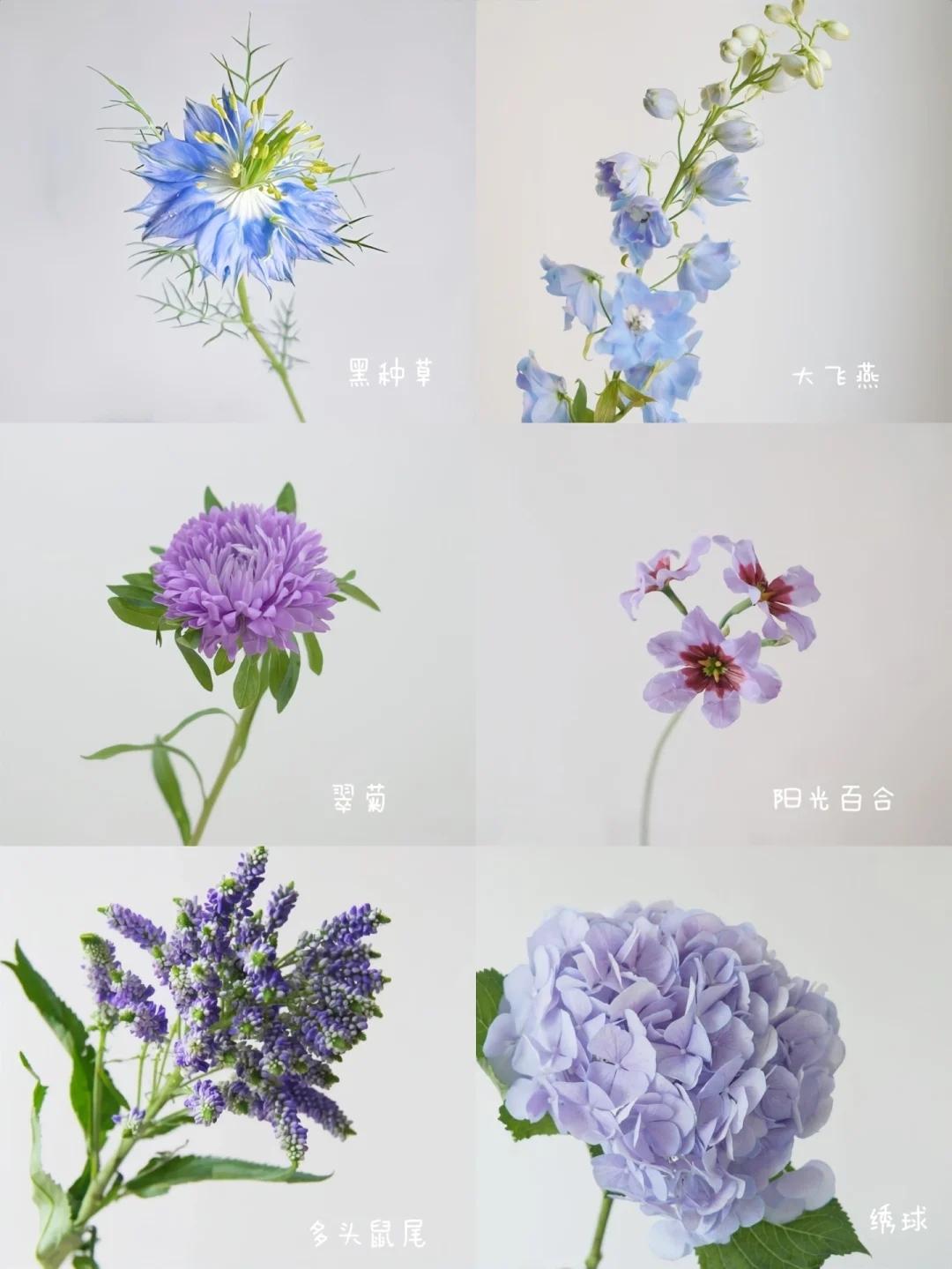 蓝色有多少种颜色分别叫什么，蓝色有几种（48种小众蓝紫色花材）