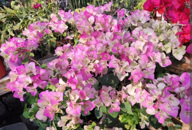 白薯花什么时候开花，白薯花的水培方法（还能再次开花爆盆）