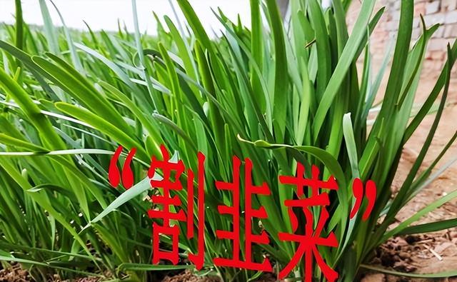 战争策略手游哪个好玩，战争策略游戏排行榜前十名手游（这款战争策略手游实属另类）