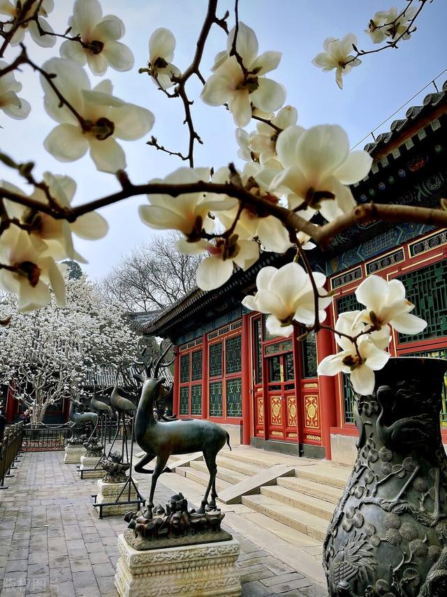 冬天种什么花好养活，冬天什么花好养活北方室内（冻不死的花草清单）