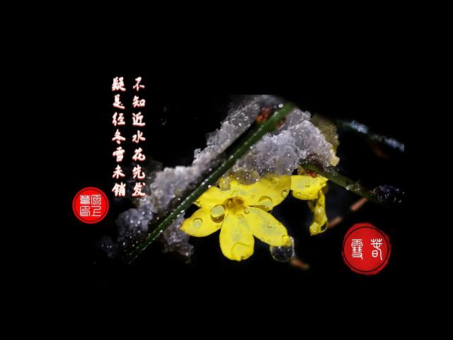 连翘的花语是什么，连翘花是什么花（降香懒画蛾眉春”——连翘花）