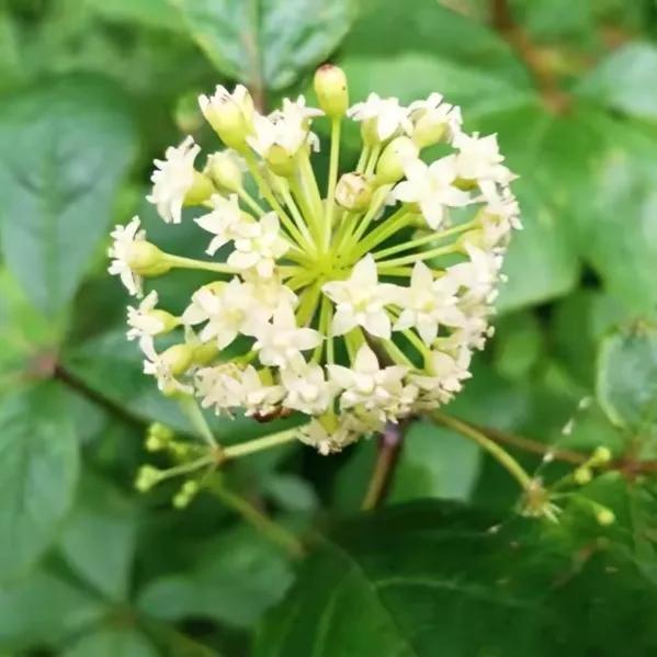 鲜花的花语和花的数目的寓意，鲜花数量的寓意（100种迷人的“数字花”）